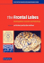 The Frontal Lobes