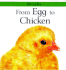 From Egg to Chicken (Lifecycles)