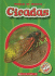Cicadas (Blastoff! Readers)
