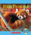 Red Pandas (Nature's Children)