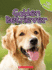 Golden Retriever (Top Dogs)