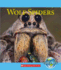 Wolf Spiders (Nature's Children)