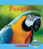 Parrots (Nature's Children)