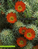 Plant Biology (Non-Infotrac Version)