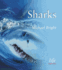 Sharks (Life)