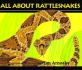 Jim Arnosky's All About Rattlesnakes