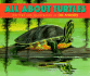 All About Turtles