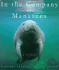 In the Company of Manatees: a Tribute