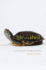 Life in a Shell: a Physiologist's View of a Turtle