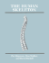 The Human Skeleton