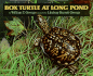 Box Turtle at Long Pond