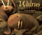 Walrus: on Location