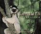 Lemurs on Location (on Location Series)