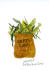 Sweet Corn: Poems