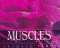 Muscles: Our Muscular System
