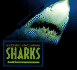 Outside and Inside Sharks