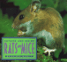 Outside and Inside Rats and Mice