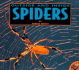 Outside and Inside Spiders