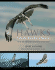 Hawks From Every Angle � How to Identify Raptors in Flight