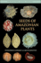 Seeds of Amazonian Plants (Princeton Field Guides)