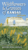 Wildflowers and Grasses of Kansas: A Field Guide, Revised and Expanded Edition