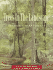 Trees in Landscape