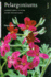 PELARGONIUMS