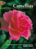 Camellias: a Gardener's Guide to the Genus