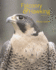 Falconry & Hawking