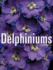 Delphiniums