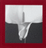 Mapplethorpe Flora the Complete Flowers