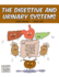 The Digestive and Urinary Systems 3 Building Blocks of Life Science 1hardcover
