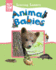 Animal Babies (Learning Ladders 2/Hardcover)