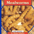 Mealworms (Life Cycles. )