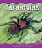 Tarantulas