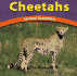 Cheetahs: Spotted Speedsters (Wild World of Animals)
