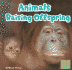 Animals Raising Offspring (First Facts. Animal Behavior)
