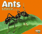 Ants (Pebble Plus)