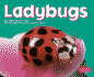 Ladybugs (Pebble Plus)
