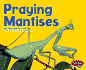 Praying Mantises (Pebble Plus)