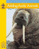 Adding Arctic Animals (Yellow Umbrella Books)