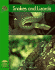 Snakes and Lizards (Yellow Umbrella Books)