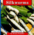 Silkworms