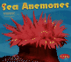 Sea Anemones
