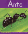 Ants (Pebble Books)