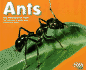Ants [Scholastic] (Bugs, Bugs, Bugs! )