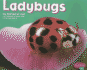 Ladybugs (Pebble Plus: Bugs, Bugs, Bugs)