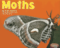 Moths (Pebble Plus. Bugs, Bugs, Bugs! )