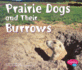 Prairie Dogs and Their Burrows (Animal Homes)