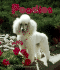 Poodles (Pebble Books)